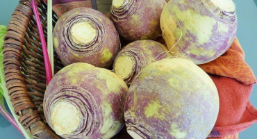 Jaký druh zeleniny je rutabaga a jak ji pěstovat?